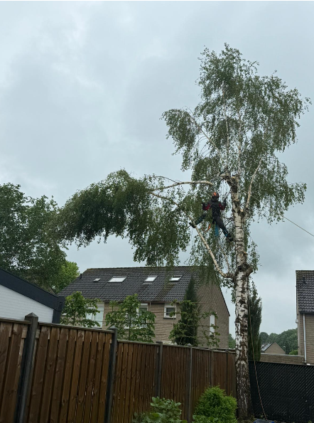 Berk klimmend kappen in Heerlen Zuid-Limburg - Sonnemans Boomverzorging