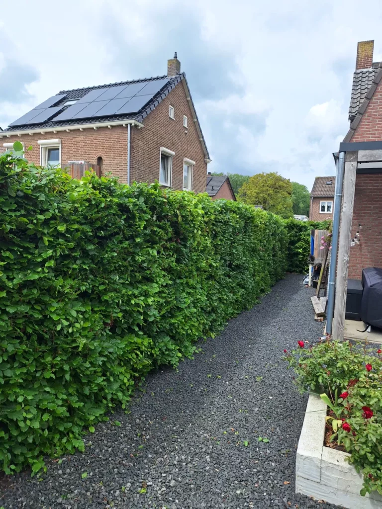 Strakke beukenhaag geschoren in Voerendaal Zuid-Limburg - Sonnemans Boomverzorging