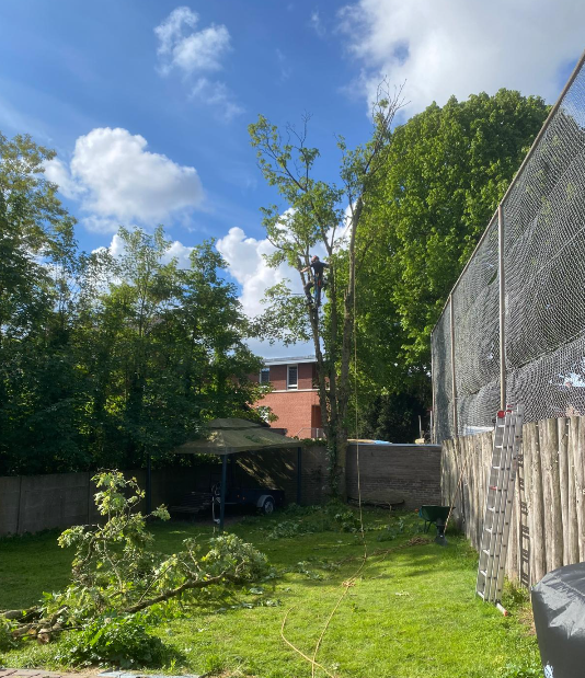 Boom klimmend kappen in Neer Limburg - Sonnemans Boomverzorging