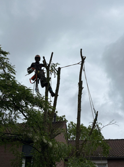 Boomverzorger kapt 4-stammige acacia klimmend op hoogte in Heerlen - Sonnemans Boomverzorging