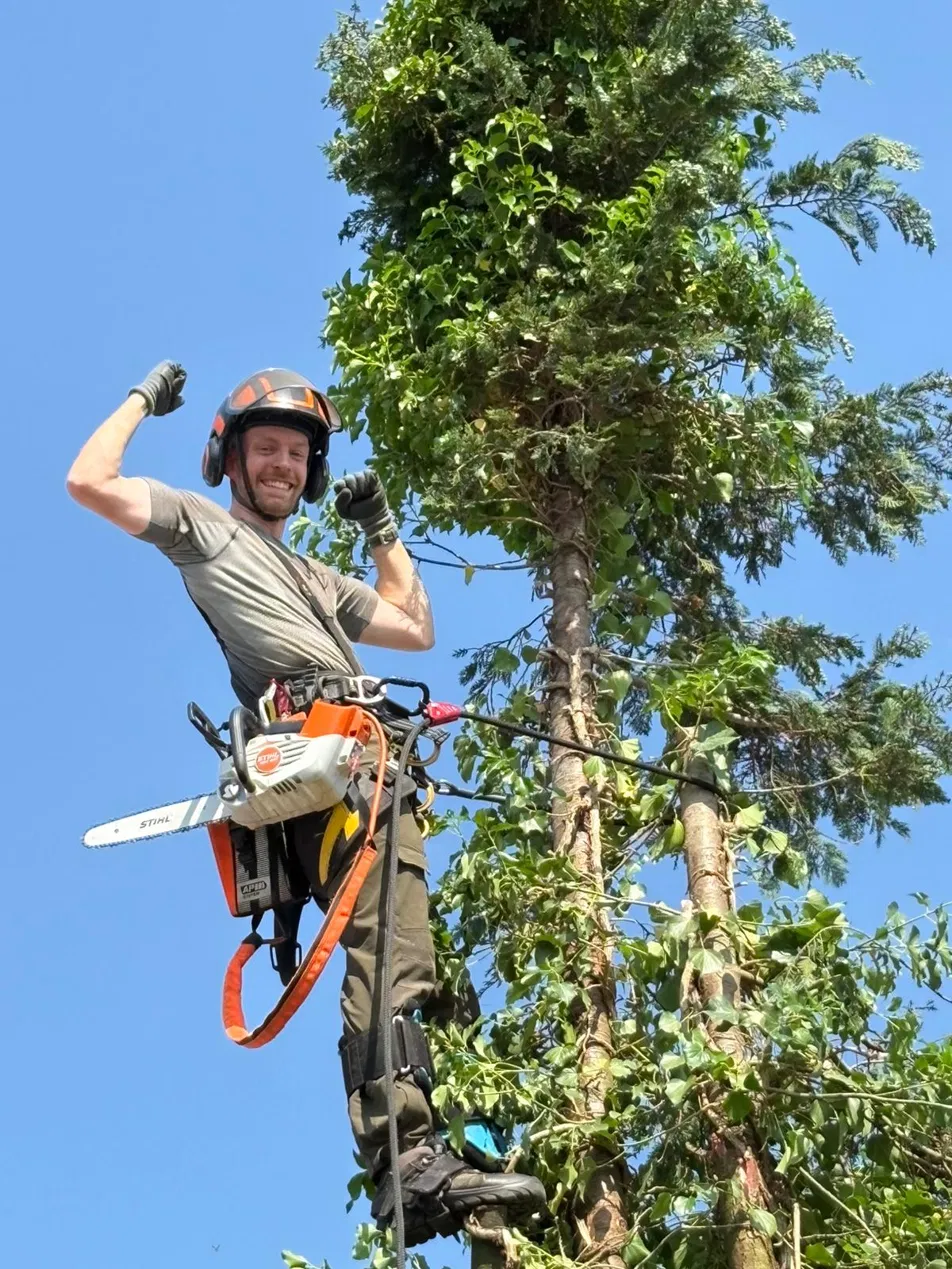 Boomverzorger klimt en kapt boom met kettingzaag – Sonnemans Boomverzorging Zuid-Limburg