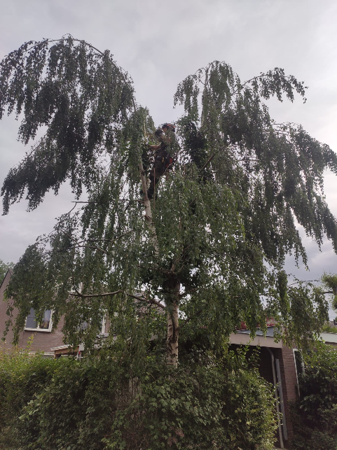 Boomverzorger snoeit treurberk op hoogte in Maastricht voor meer lichtinval op zonnepanelen — Sonnemans Boomverzorging