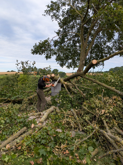 Boomverzorger zaagt stormschade weg aan omgevallen esdoorn in Simpelveld — Sonnemans Boomverzorging